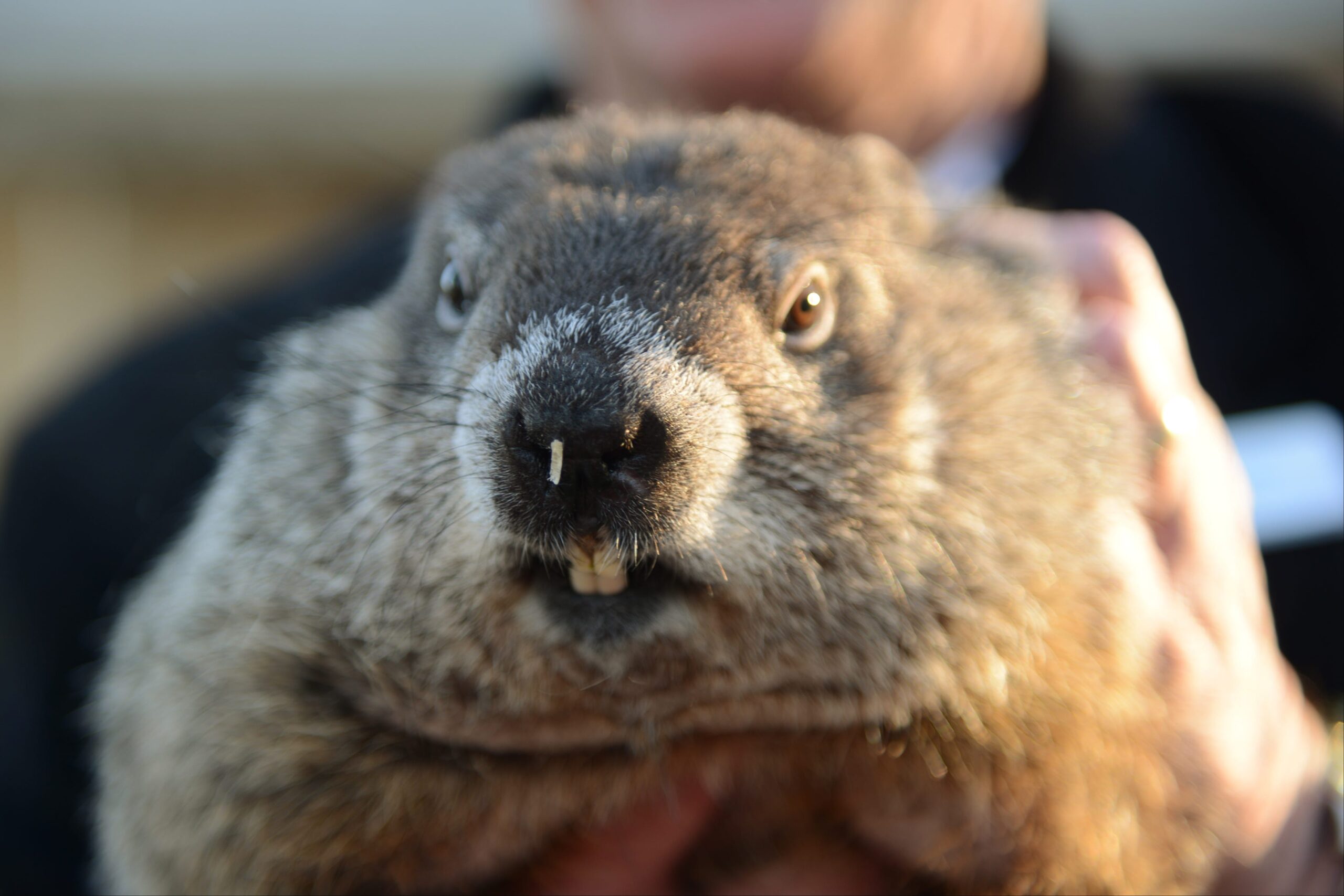 The Charm and Challenge of Groundhog Day Punxsutawney Phil’s Annual Weather Forecast