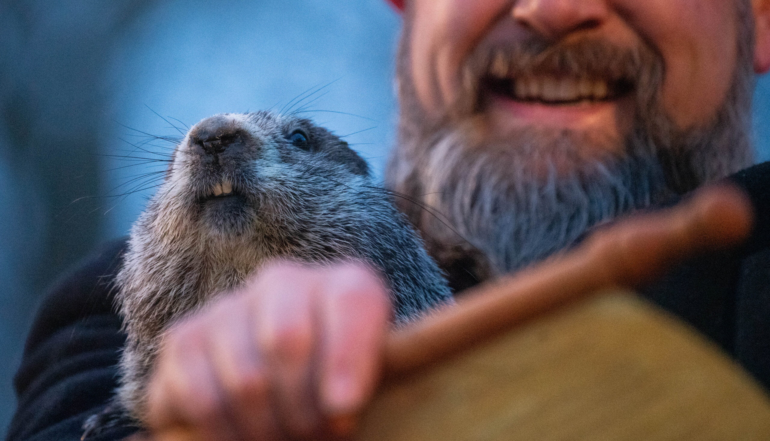 The Charm and Challenge of Groundhog Day Punxsutawney Phil’s Annual Weather Forecast