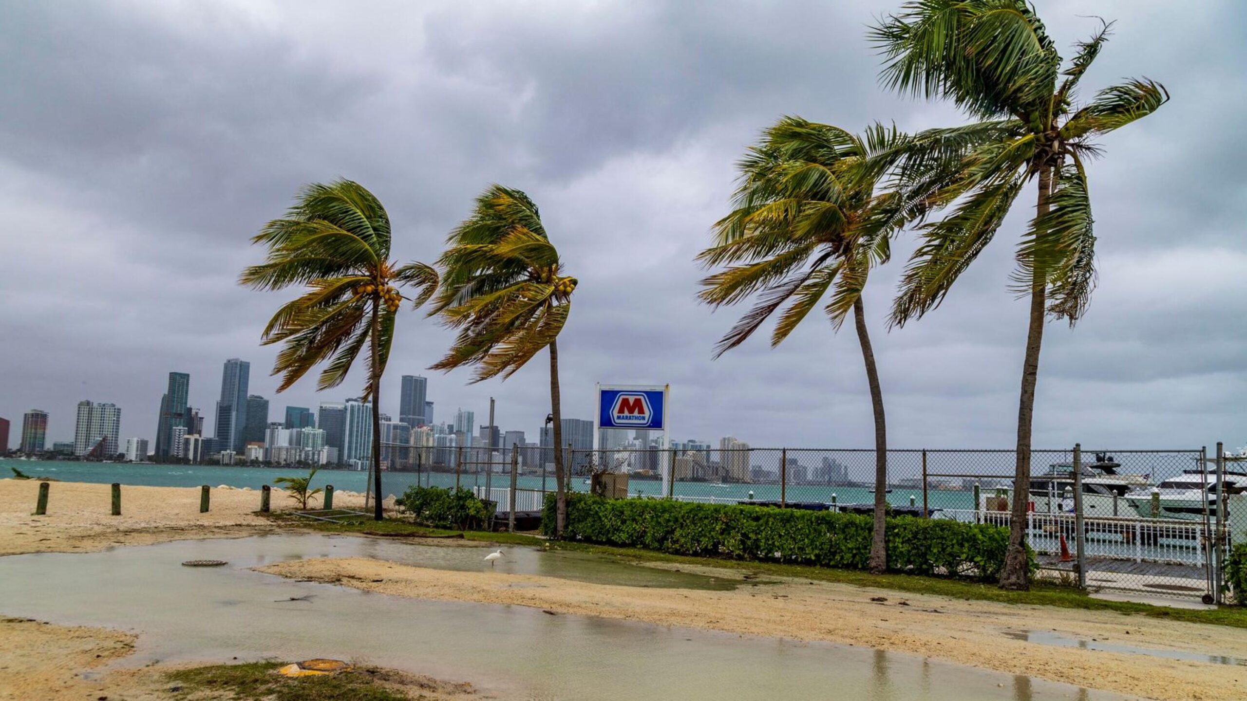 When Florida Gets Chilly The Curious Case of Raining Iguanas