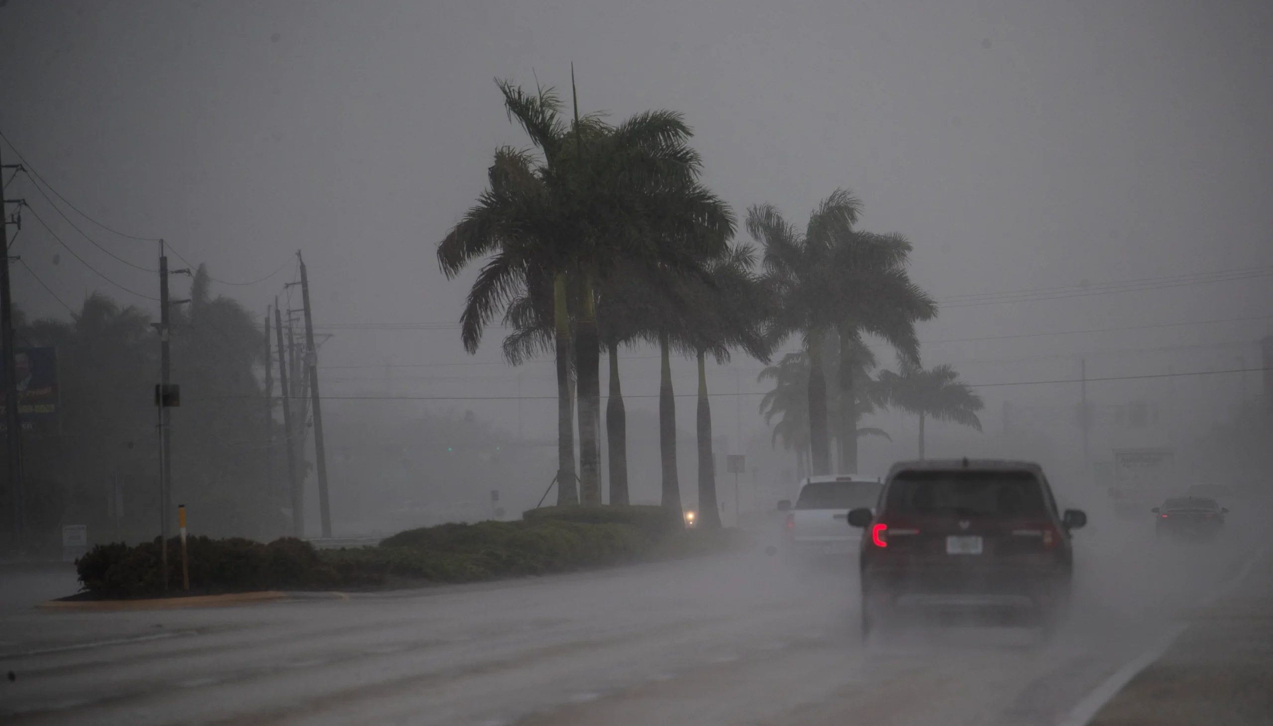 When Florida Gets Chilly The Curious Case of Raining Iguanas