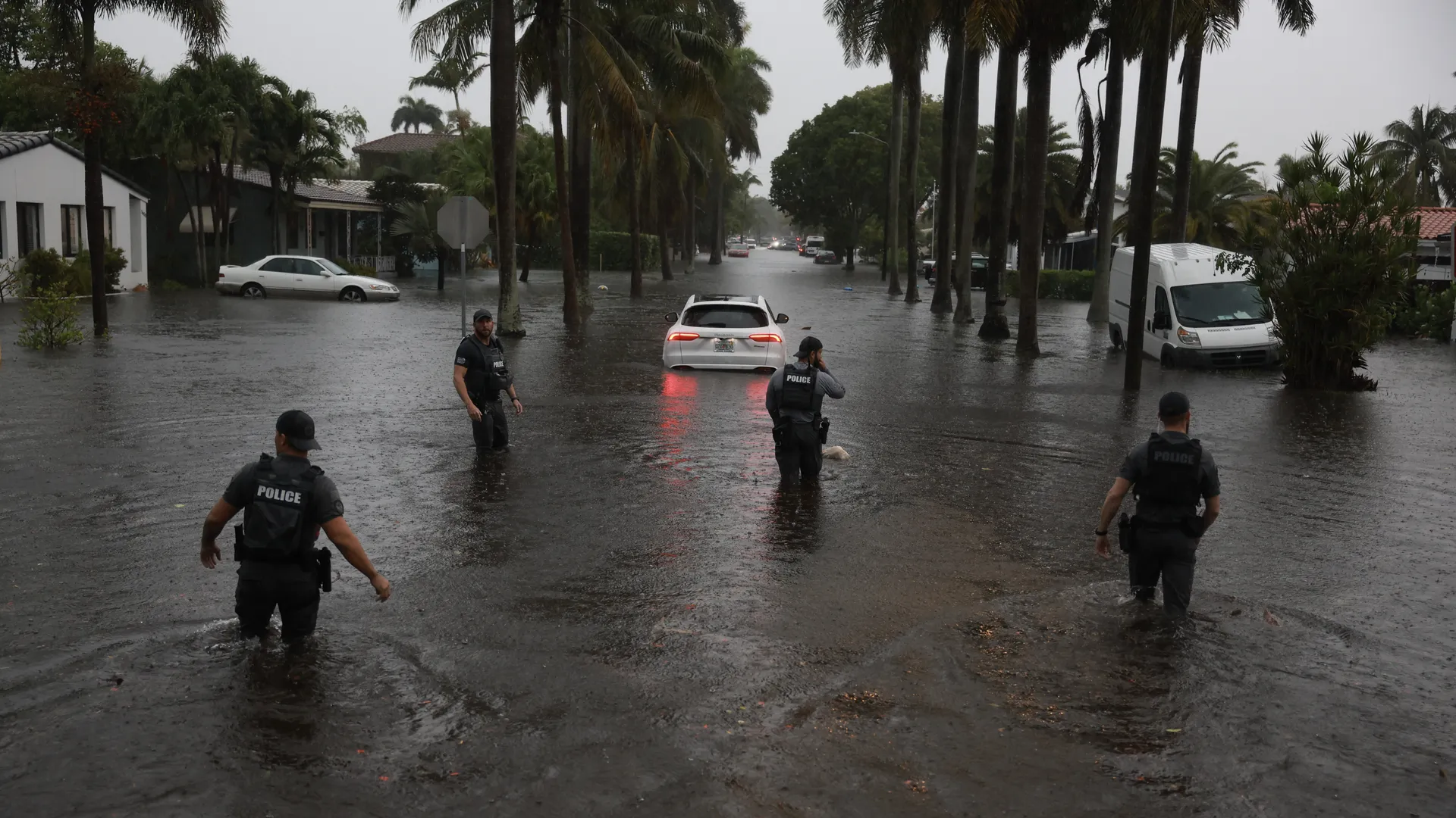 When Florida Gets Chilly The Curious Case of Raining Iguanas