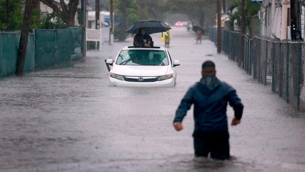 When Florida Gets Chilly The Curious Case of Raining Iguanas