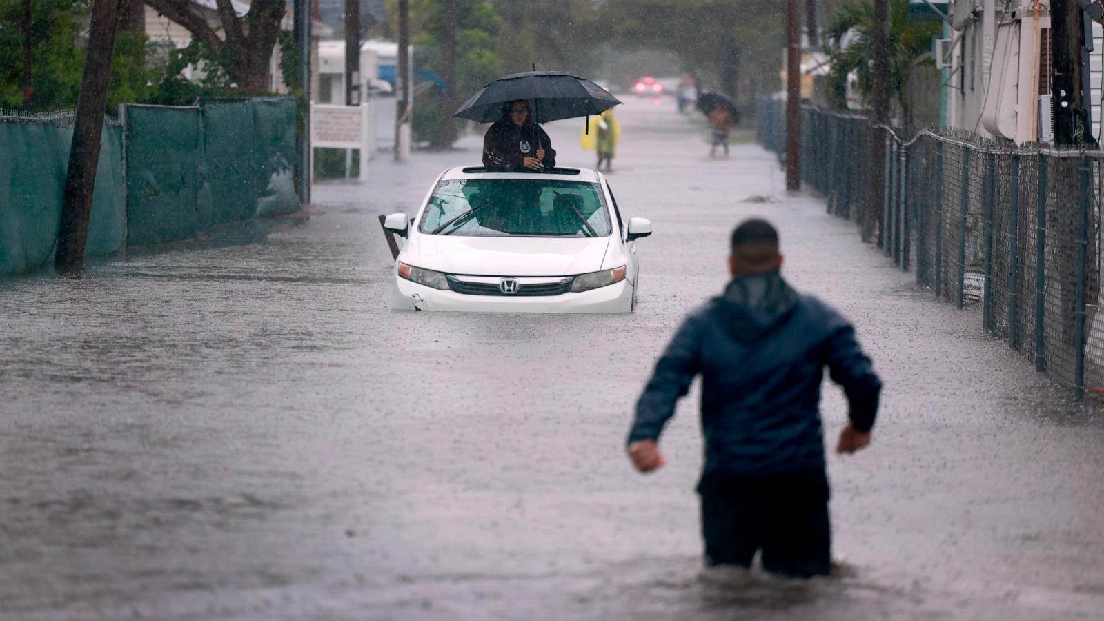 Read more about the article When Florida Gets Chilly: The Curious Case of Raining Iguanas