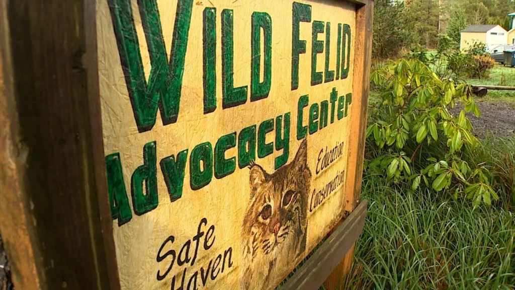 Deadly Bird Flu Outbreak Wipes Out Rare Big Cats at Washington Animal Sanctuary