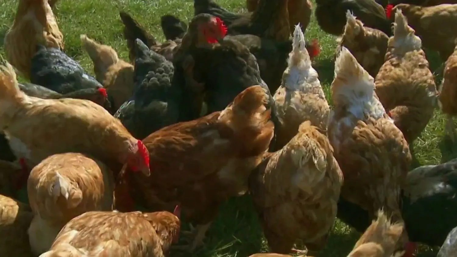 Deadly Bird Flu Outbreak Wipes Out Rare Big Cats at Washington Animal Sanctuary