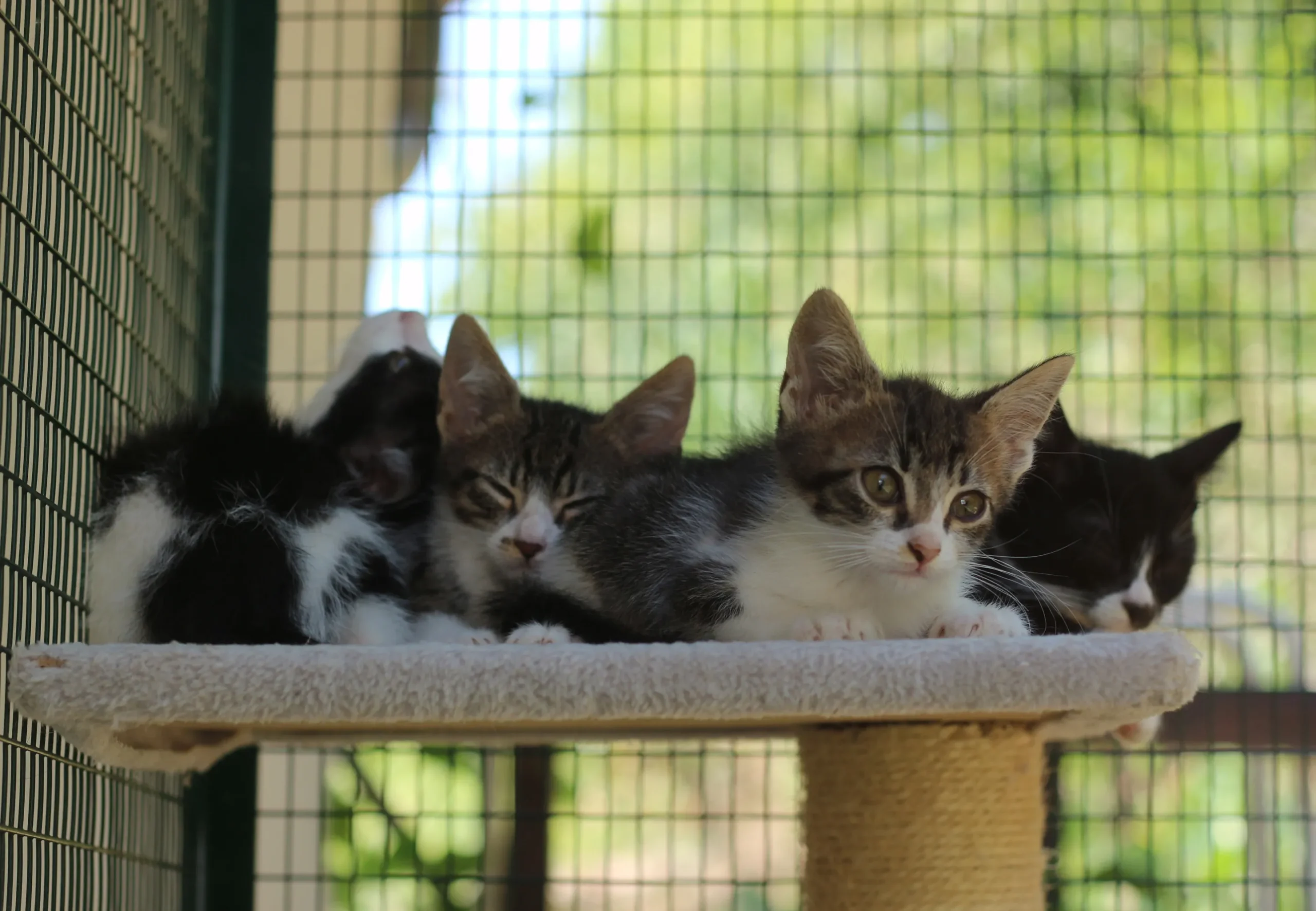 Deadly Bird Flu Outbreak Wipes Out Rare Big Cats at Washington Animal Sanctuary