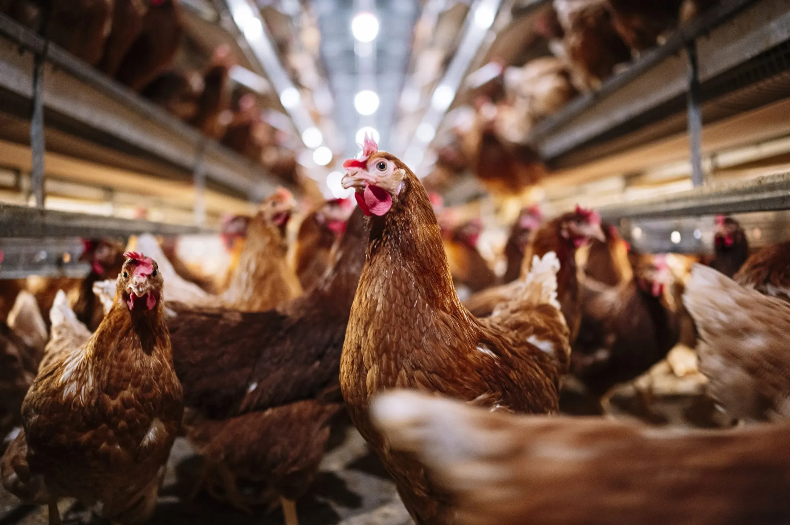 Massive Bird Flu Outbreak Hits Almost a Million Chickens in Ohio – What's Happening in Darke County?