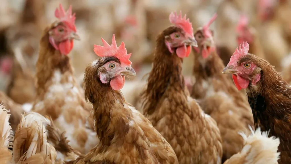 Massive Bird Flu Outbreak Hits Almost a Million Chickens in Ohio – What's Happening in Darke County?