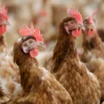 Massive Bird Flu Outbreak Hits Almost a Million Chickens in Ohio – What's Happening in Darke County?