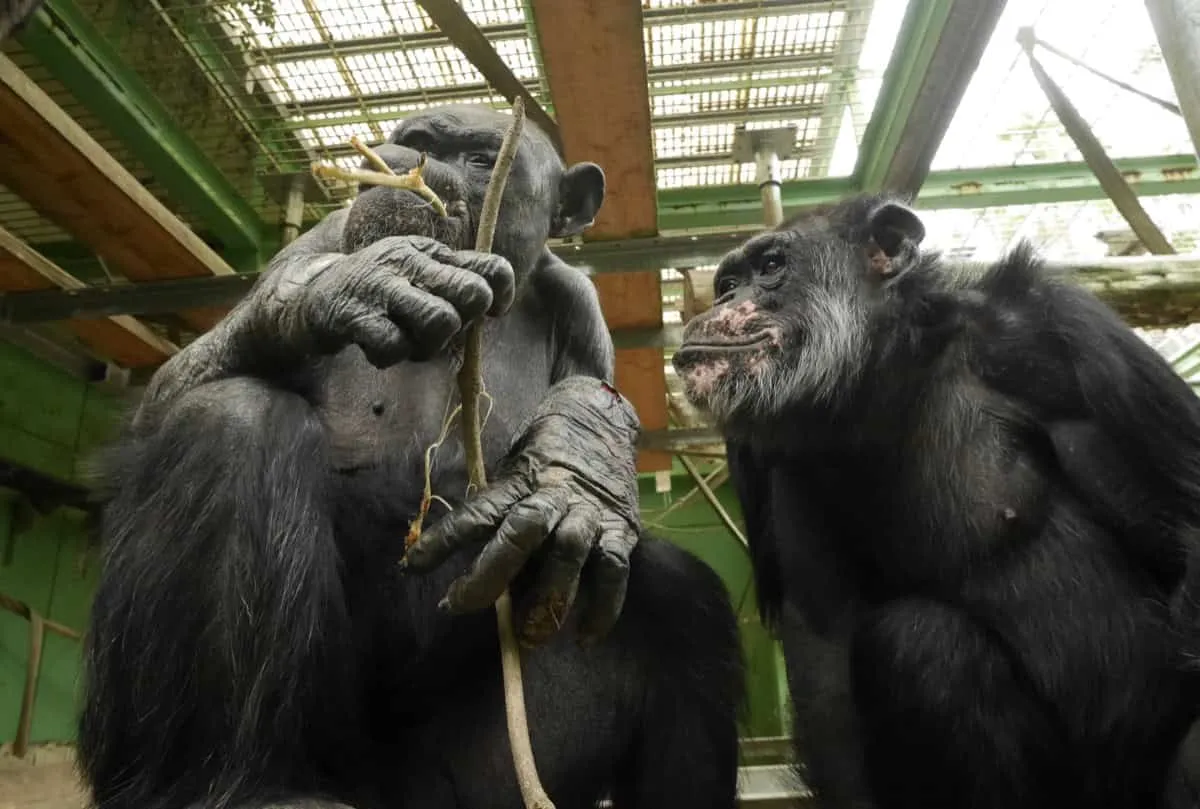 Chimps Sync Their Bathroom Breaks! New Study Reveals Why Apes Pee Together