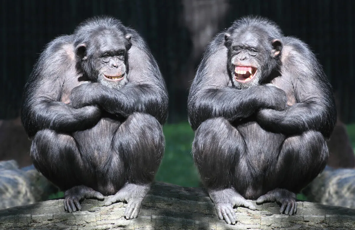 Chimps Sync Their Bathroom Breaks! New Study Reveals Why Apes Pee Together