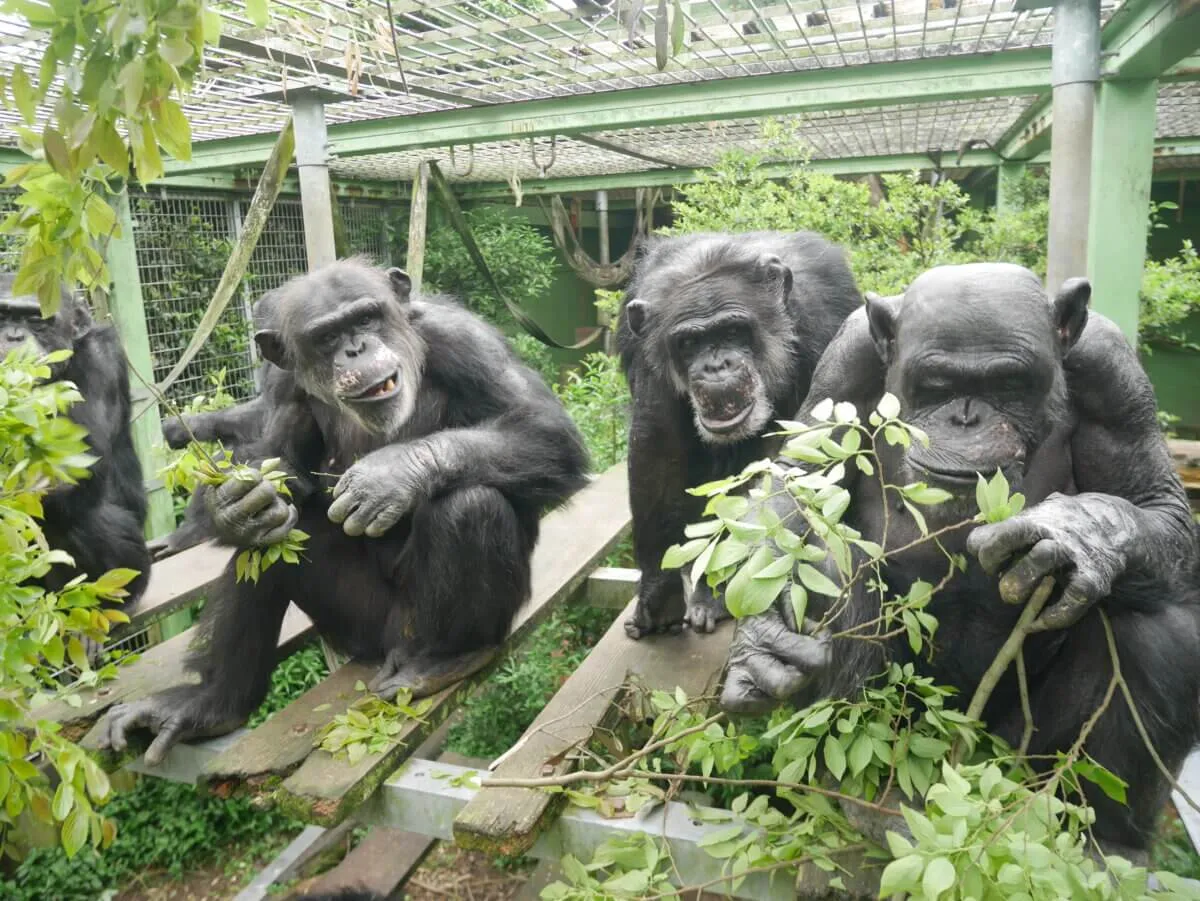 Chimps Sync Their Bathroom Breaks! New Study Reveals Why Apes Pee Together