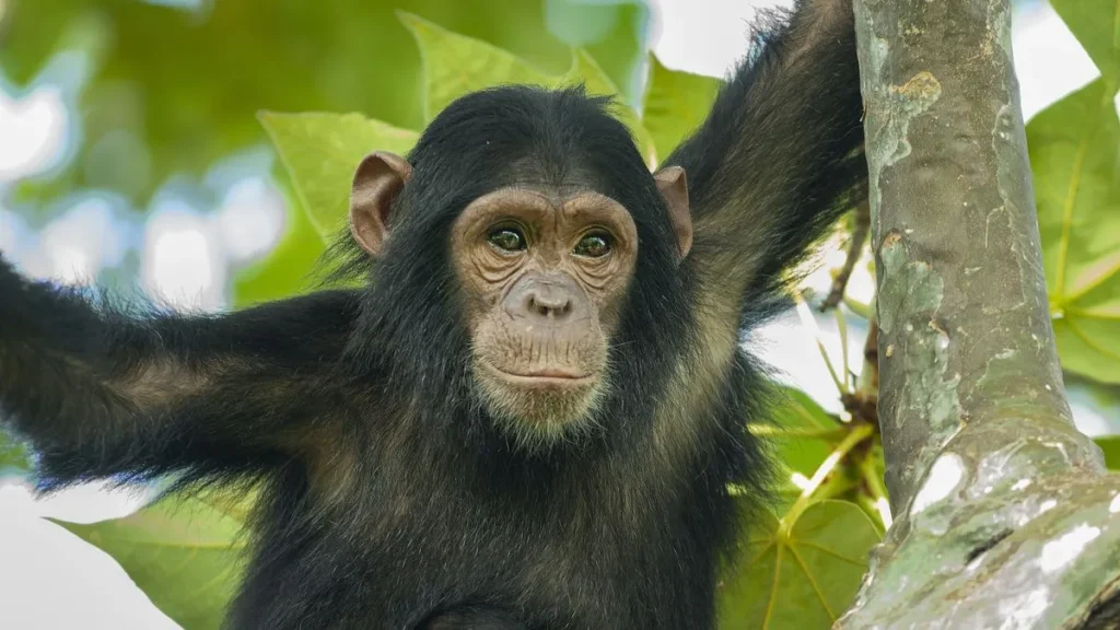 Chimps Sync Their Bathroom Breaks! New Study Reveals Why Apes Pee Together