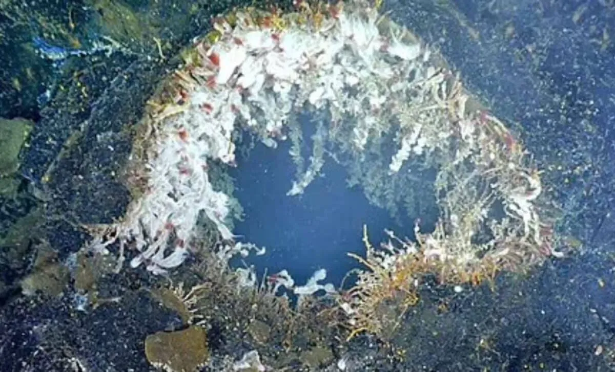 Massive Underwater Volcano Near Oregon Could Erupt Soon, Scientists Say the ‘Balloon Is About to Burst