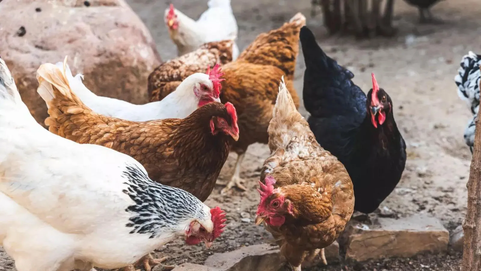 Moderna Lands $590M to Fight Bird Flu: What It Means for Pandemic Preparedness and Your Health