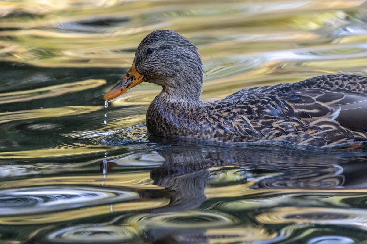 Rare and Dangerous Bird Flu Strain H5N9 Found in California: What It Means for Farms and Public Health