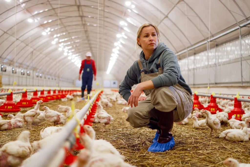 Rising Threat: How the Bird Flu Outbreak Could Impact Our Food Supply and Health