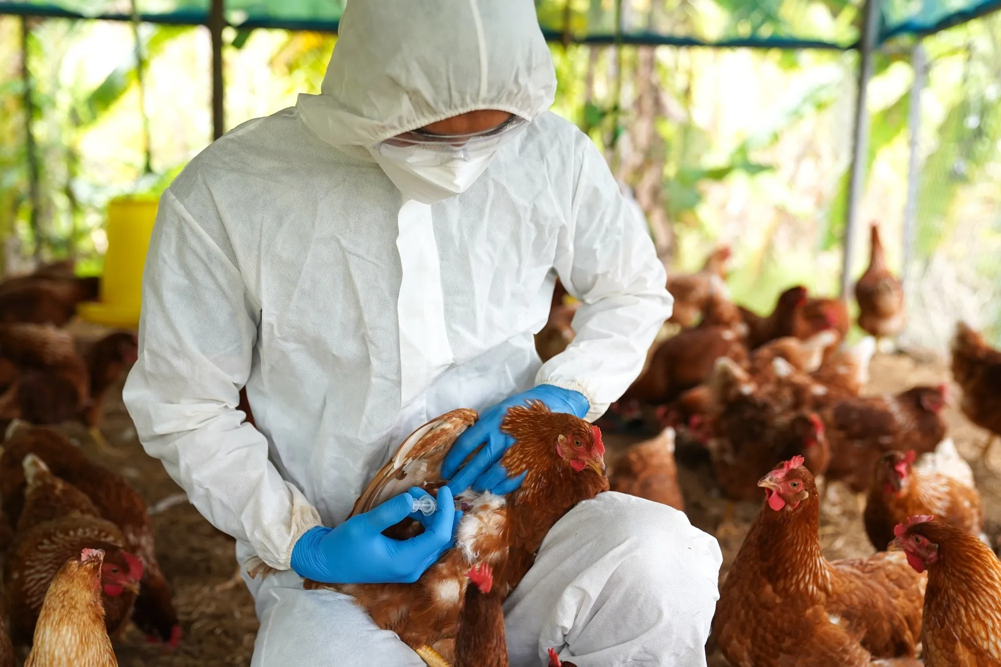 Rising Threat: How the Bird Flu Outbreak Could Impact Our Food Supply and Health