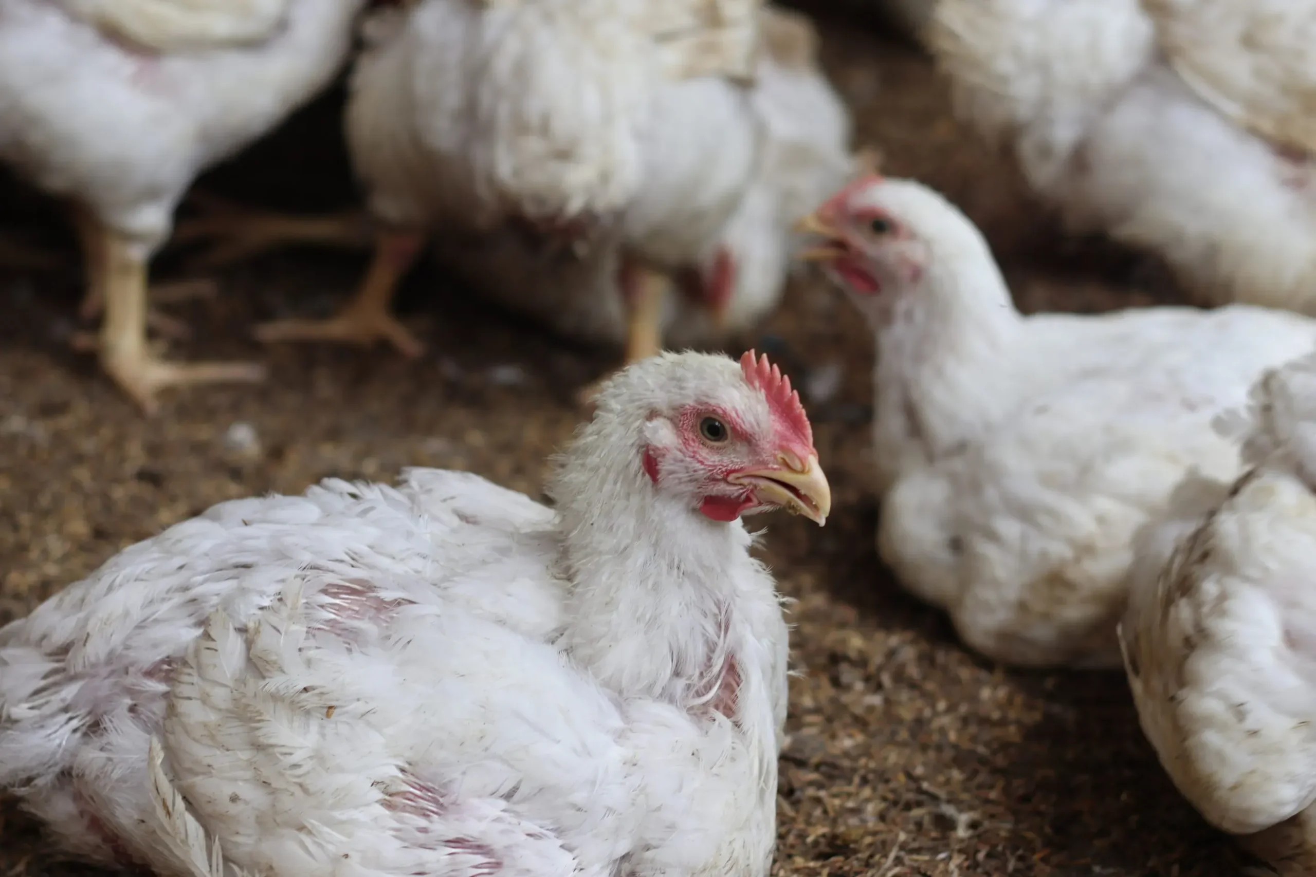 Rising Threat: How the Bird Flu Outbreak Could Impact Our Food Supply and Health