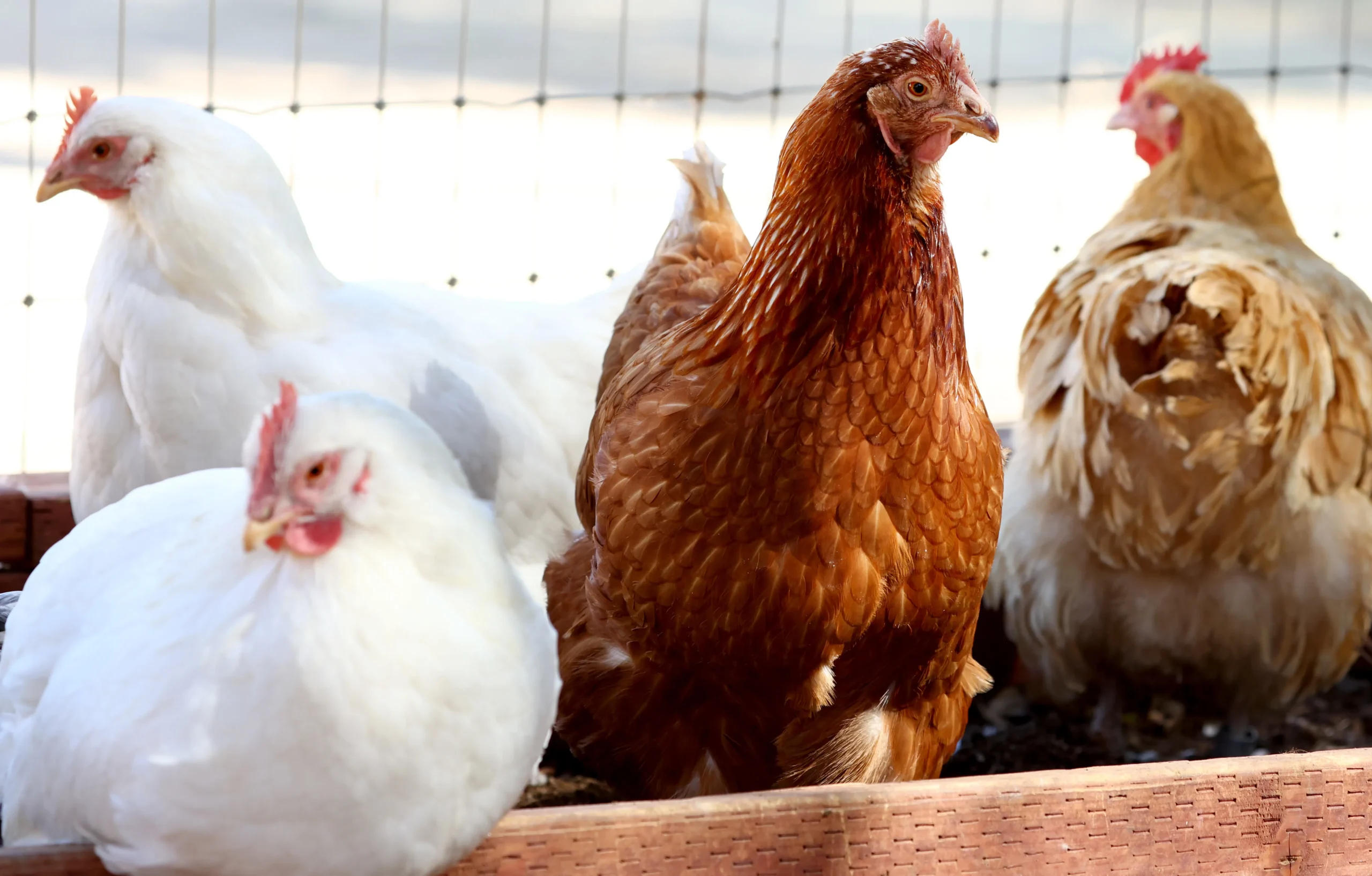 Rising Threat: How the Bird Flu Outbreak Could Impact Our Food Supply and Health