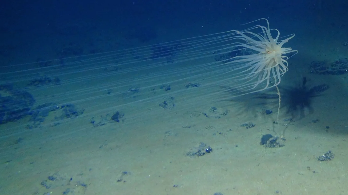 Scientists Uncover Oxygen Production in the Deep Sea Where Sunlight Never Reaches—What It Means for Life on Earth and Beyond