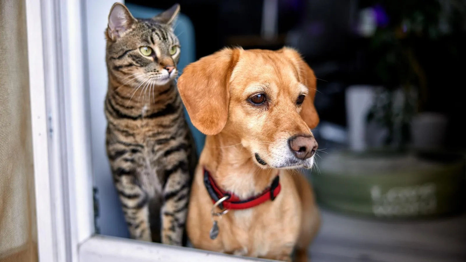 Read more about the article Urgent Warning for Iowa Pet Owners – Bird Flu Threat Puts Dogs and Cats at Risk