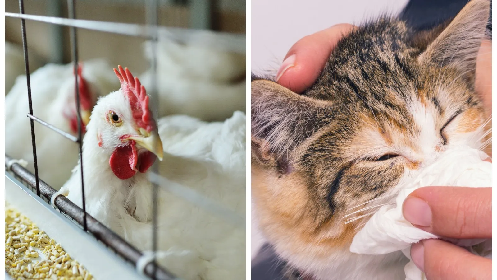 Urgent Warning for Iowa Pet Owners: Bird Flu Threat Puts Dogs and Cats at Risk