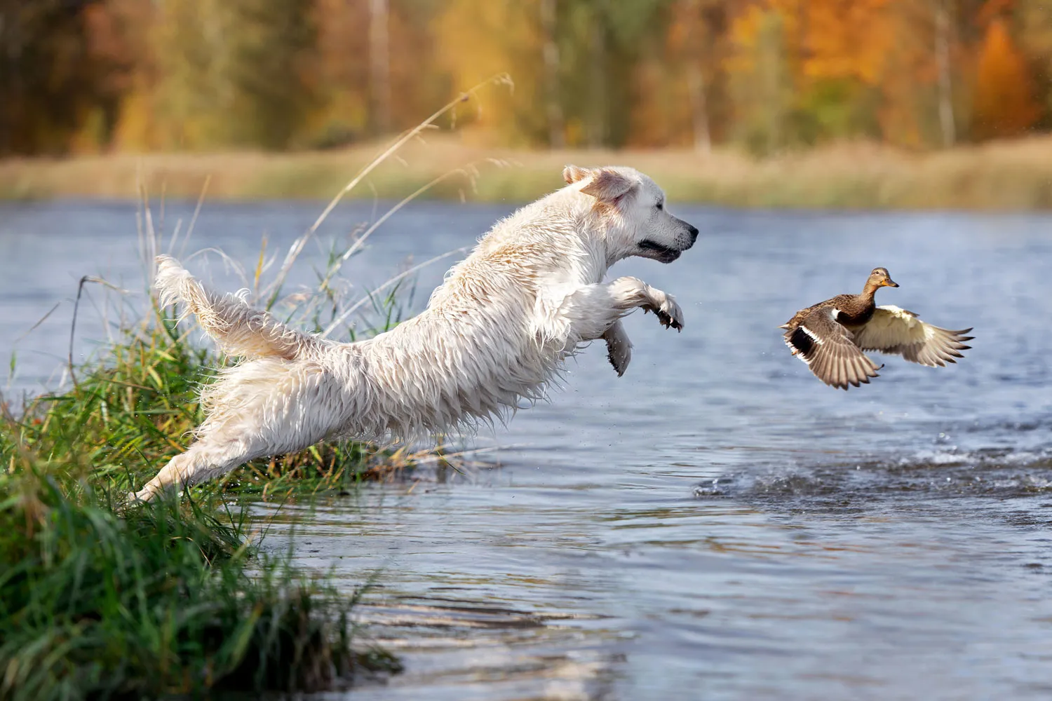 Urgent Warning for Iowa Pet Owners: Bird Flu Threat Puts Dogs and Cats at Risk