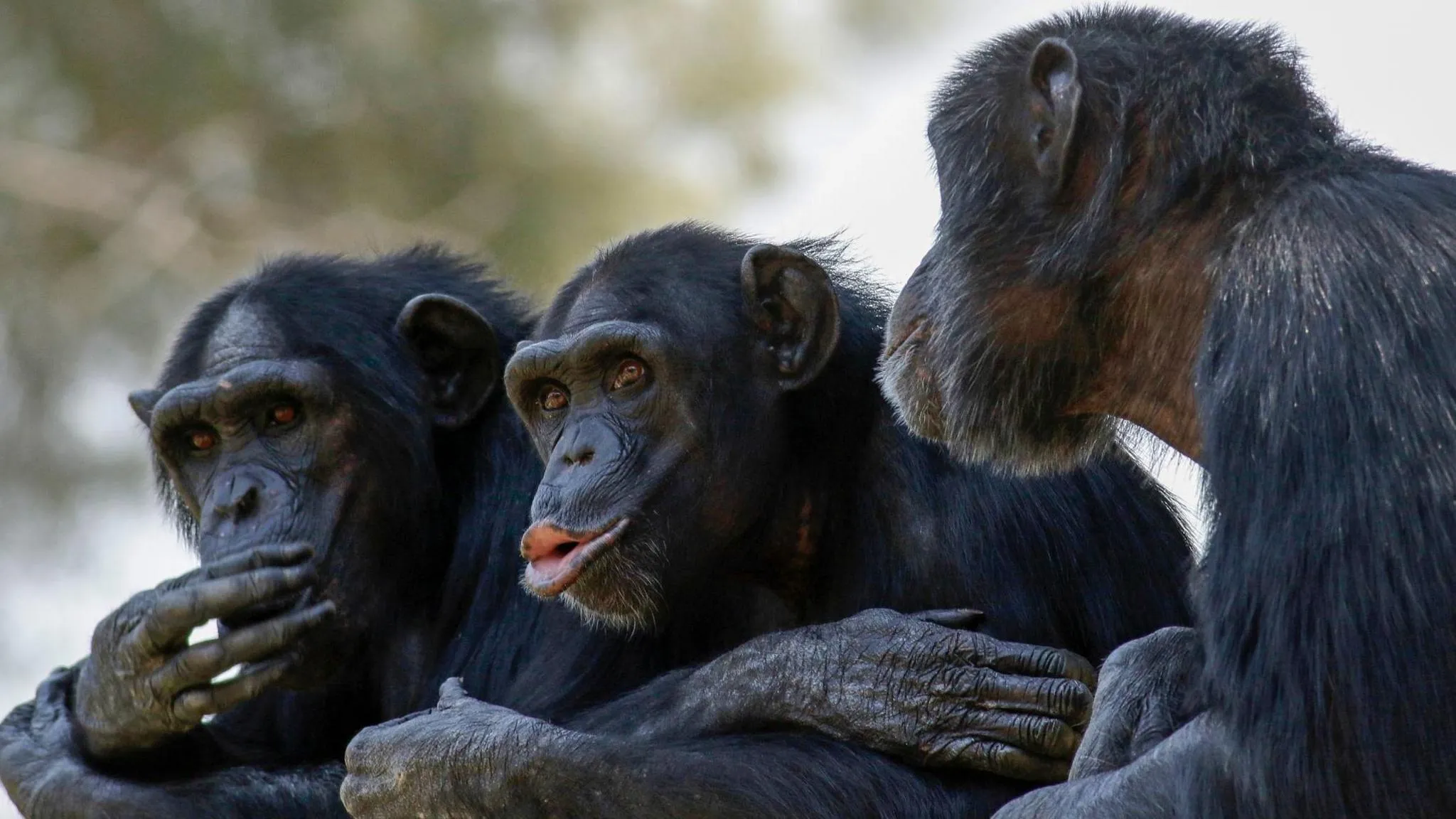 Why Do Chimpanzees Start Peeing Together? New Study Unlocks the Mystery