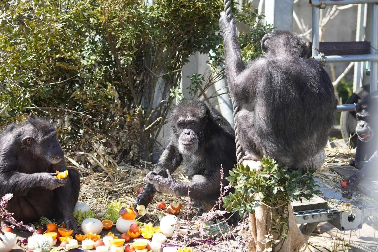 Why Do Chimpanzees Start Peeing Together? New Study Unlocks the Mystery