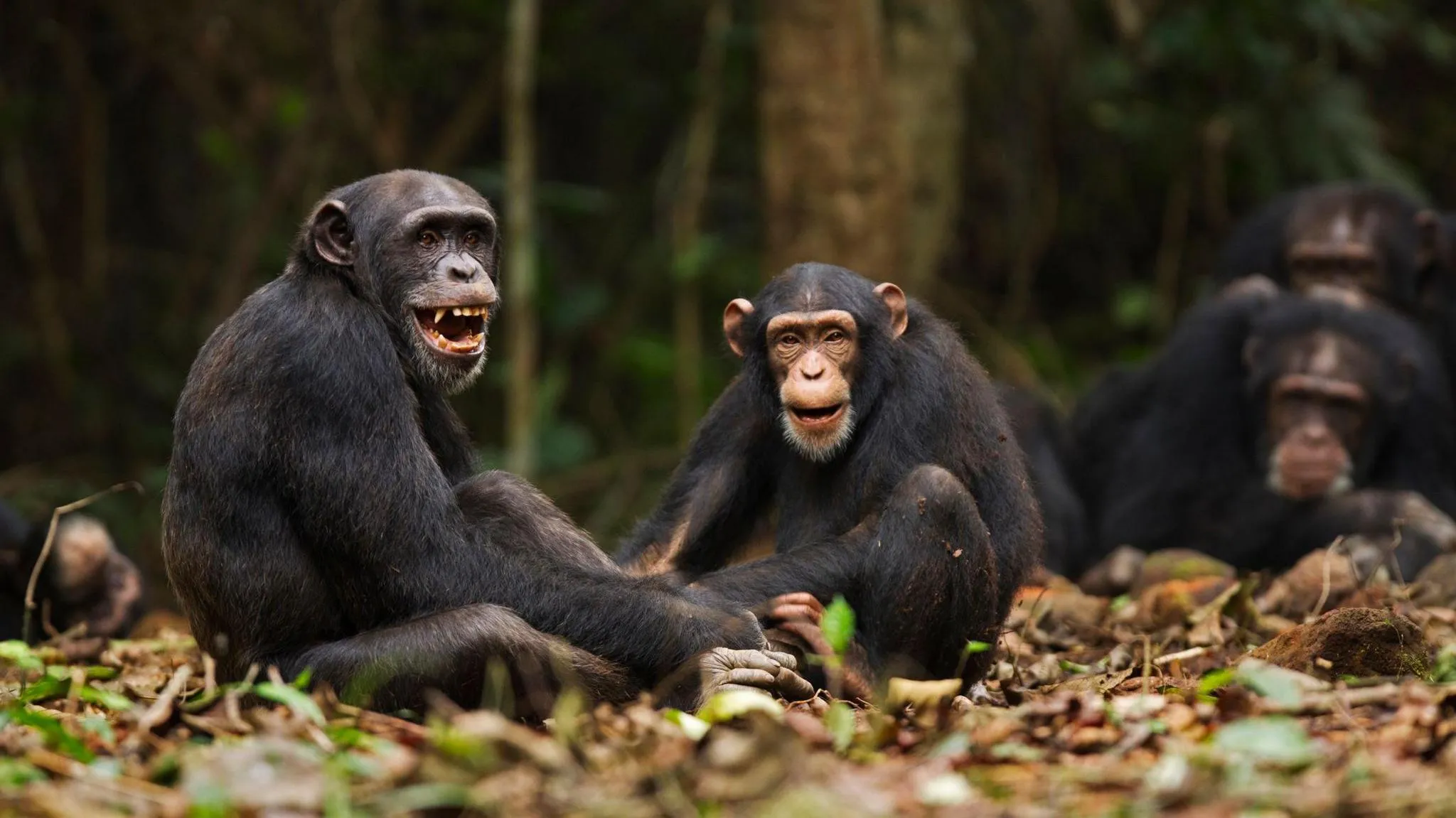 Why Do Chimpanzees Start Peeing Together? New Study Unlocks the Mystery