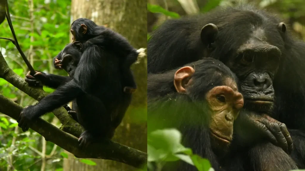 Why Do Chimpanzees Start Peeing Together? New Study Unlocks the Mystery