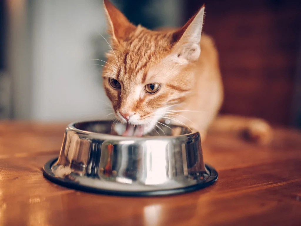 Why More House Cats Are Getting Sick: The Surprising Link Between Popular Pet Foods and Bird Flu