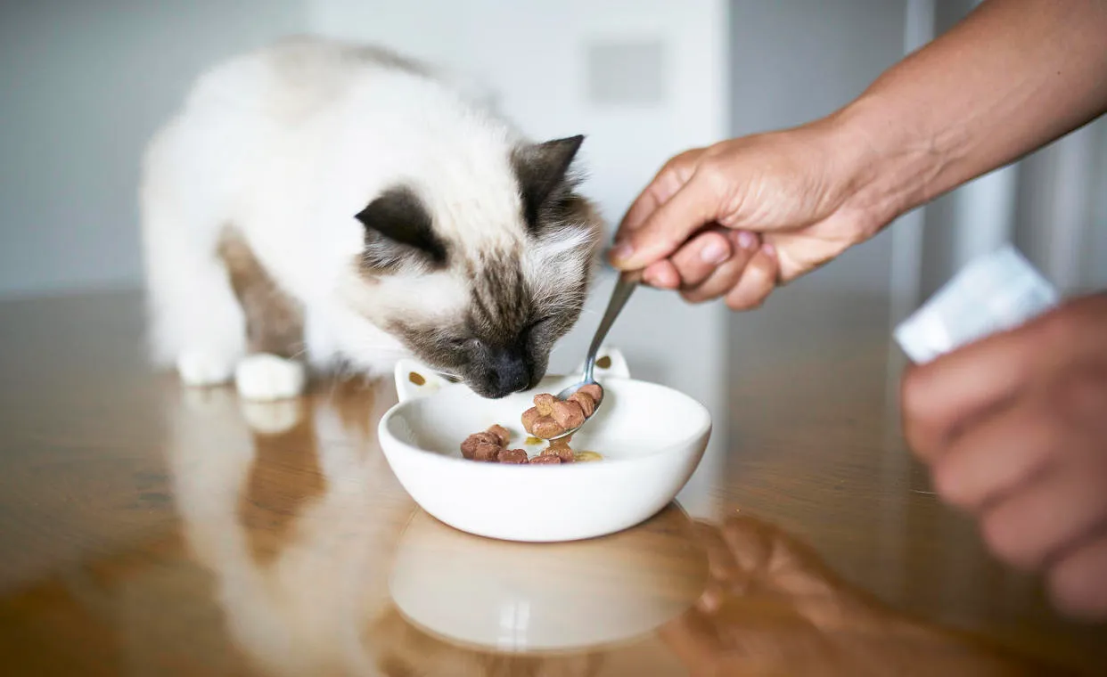 Why More House Cats Are Getting Sick: The Surprising Link Between Popular Pet Foods and Bird Flu