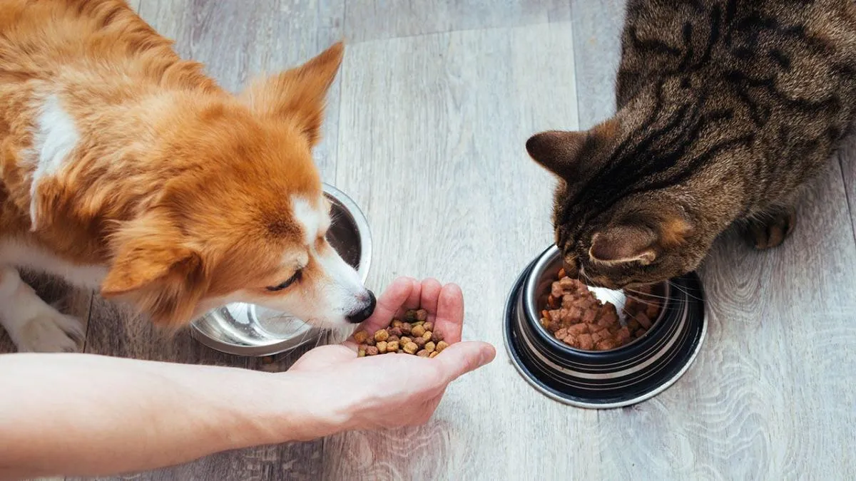 Why More House Cats Are Getting Sick: The Surprising Link Between Popular Pet Foods and Bird Flu