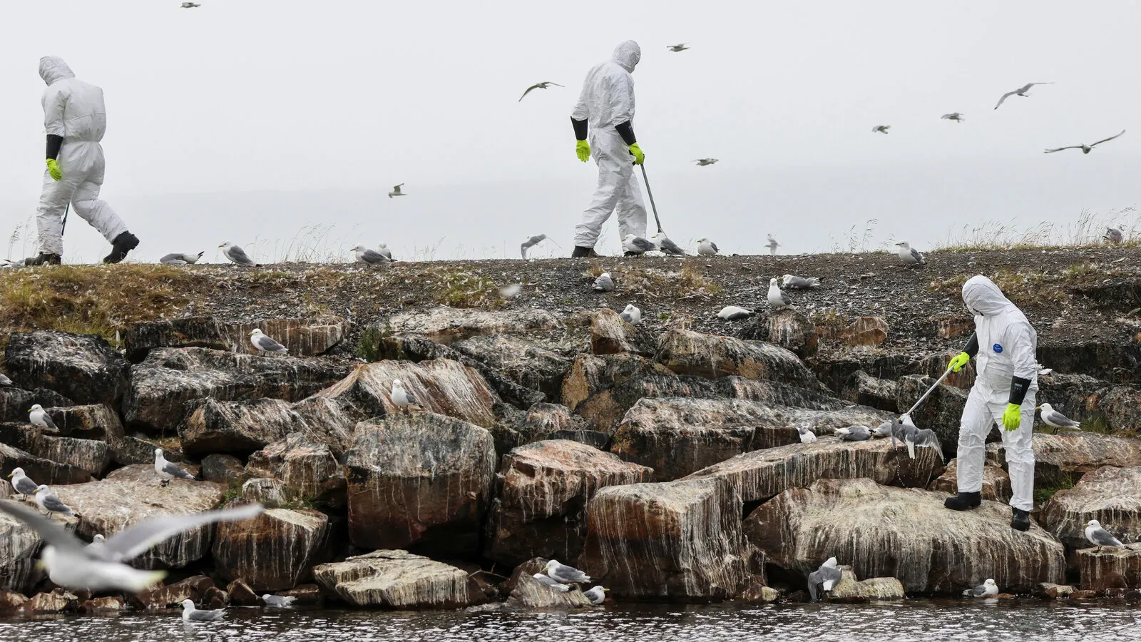 Deadly Bird Flu Outbreak on Virginia’s Eastern Shore: What It Means for Wildlife and Public Safety