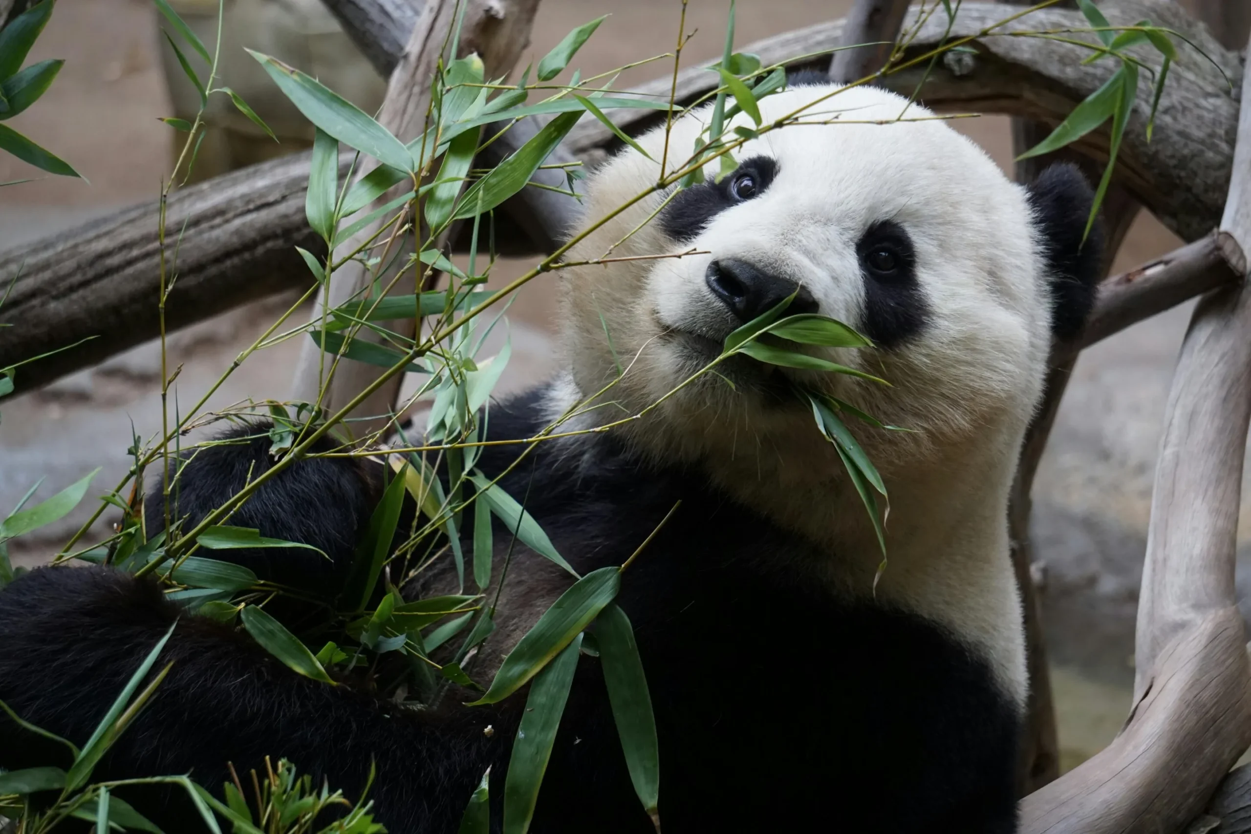 Why Do Pandas Munch on Bamboo? New Study Reveals Surprising Reasons Behind Their Plant-Based Diets