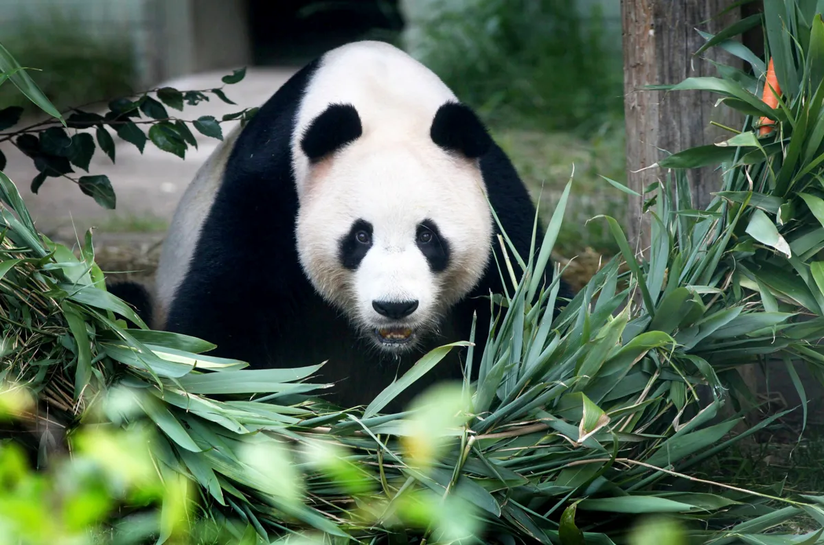 Why Do Pandas Munch on Bamboo? New Study Reveals Surprising Reasons Behind Their Plant-Based Diets