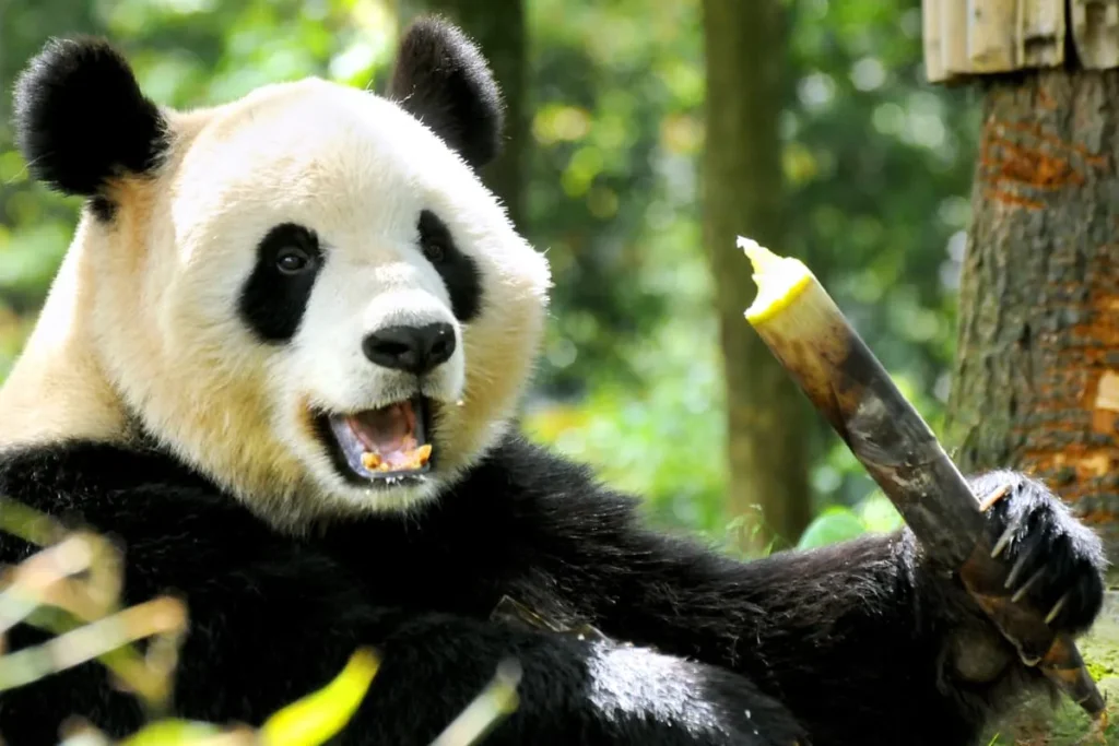 Why Do Pandas Munch on Bamboo? New Study Reveals Surprising Reasons Behind Their Plant-Based Diets