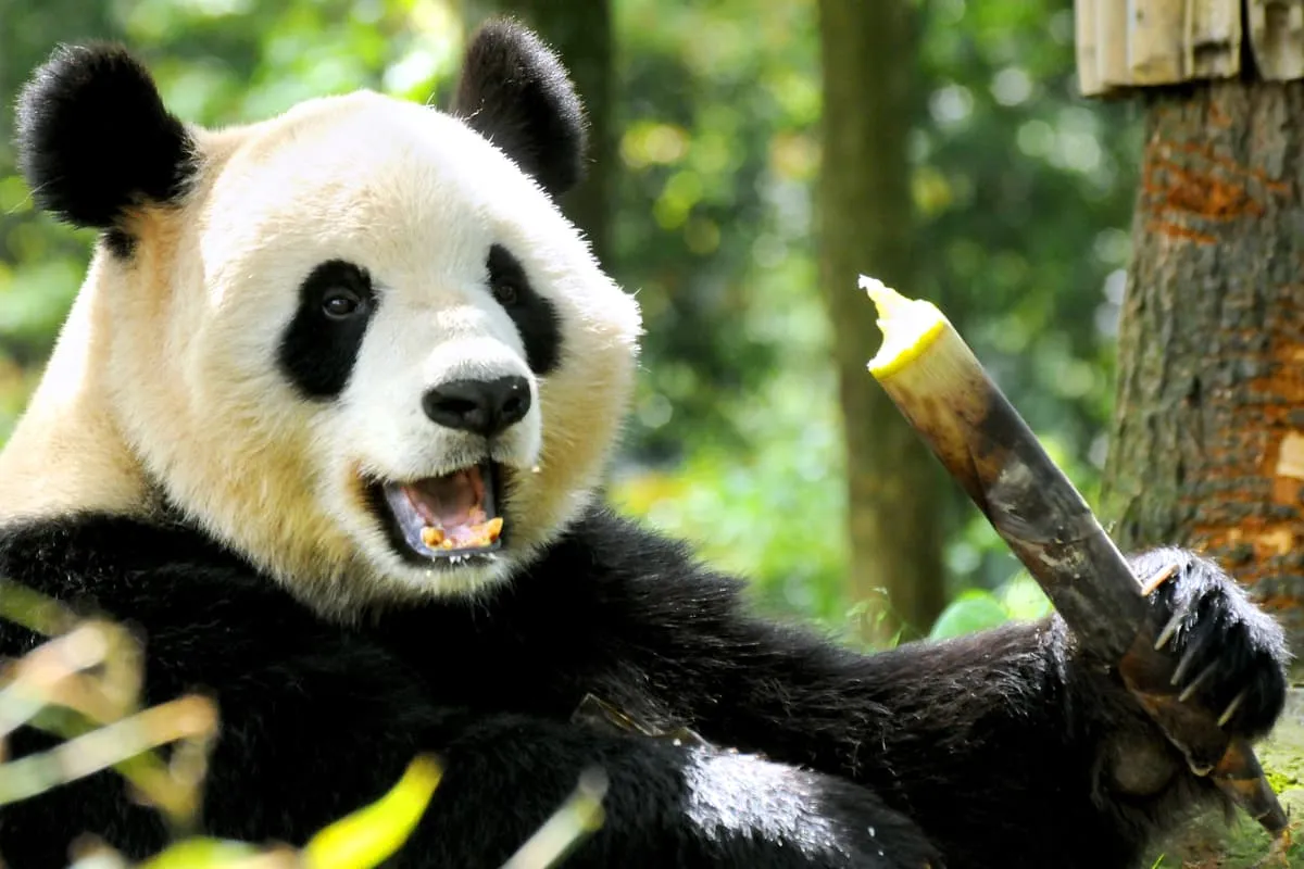 Read more about the article Why Do Pandas Munch on Bamboo? New Study Reveals Surprising Reasons Behind Their Plant-Based Diets