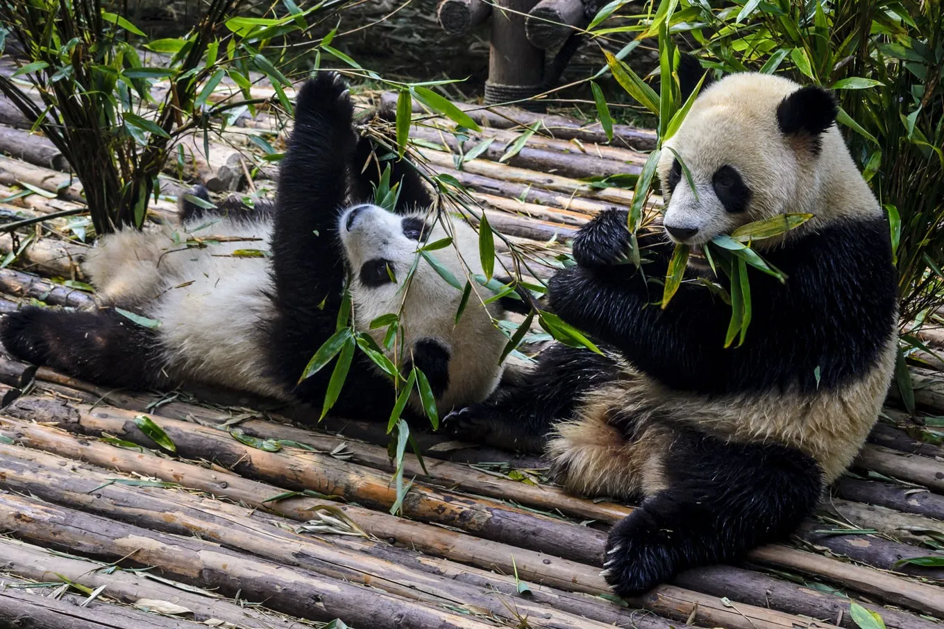 Why Do Pandas Munch on Bamboo? New Study Reveals Surprising Reasons Behind Their Plant-Based Diets