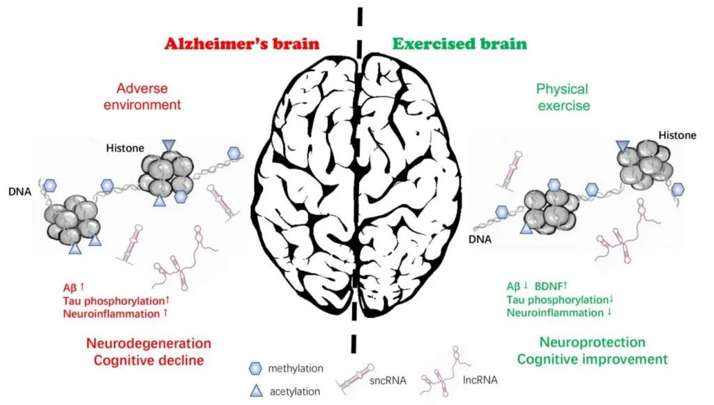 Alzheimer's prevention, cognitive decline, exercise benefits, brain health, mild cognitive impairment, dementia prevention, memory loss